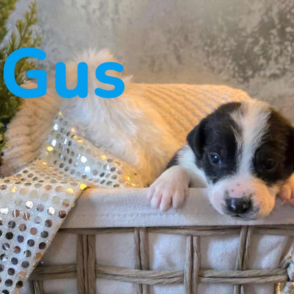 Gus 