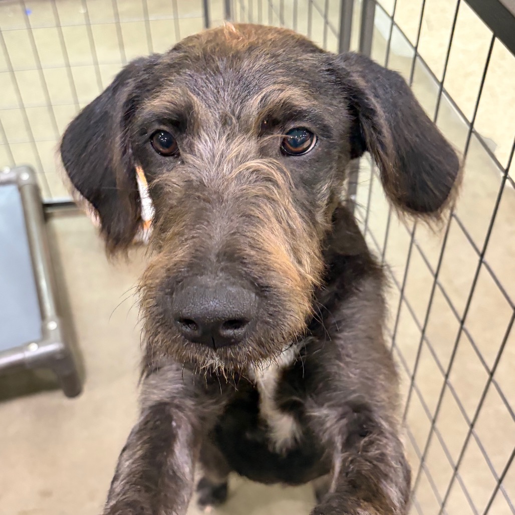 MIDNIGHT - Shepherd / German available for adoption