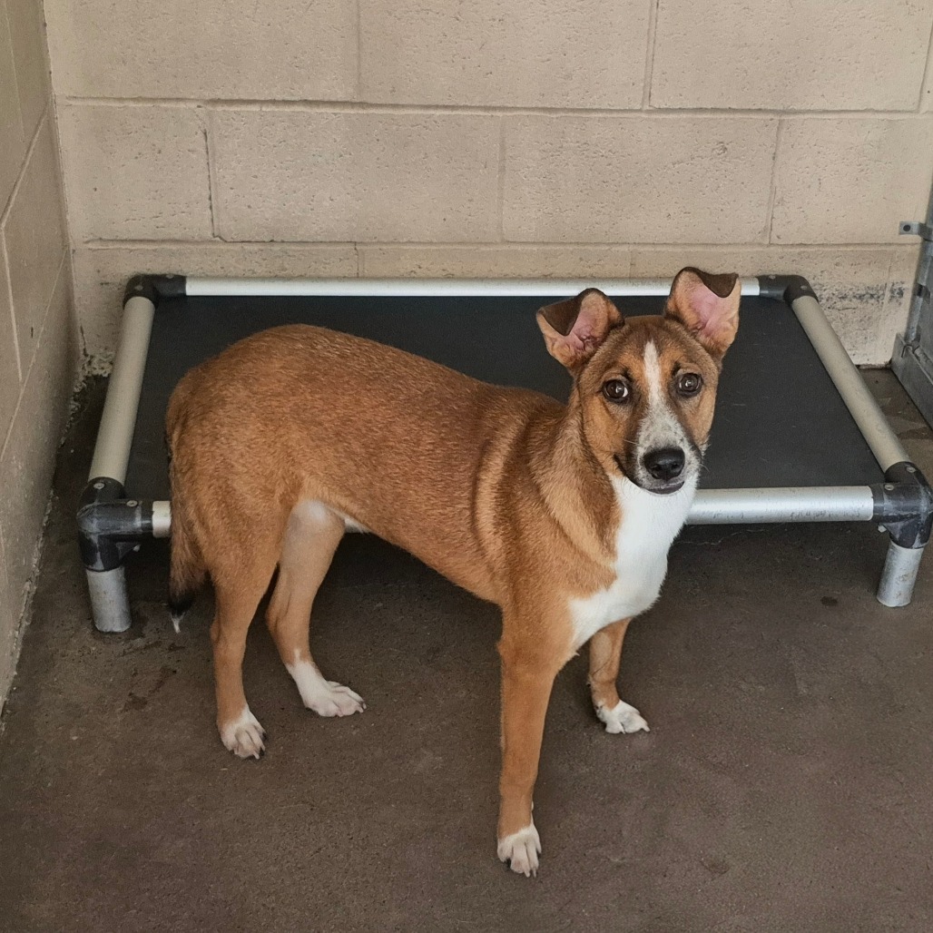 Nami , available for adoption at PVAS