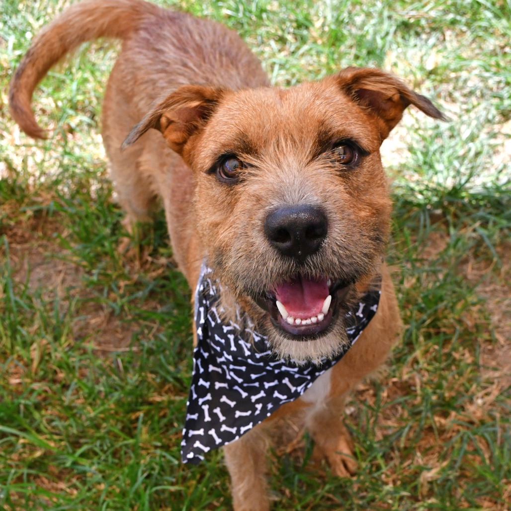 PENCIL - Terrier available for adoption