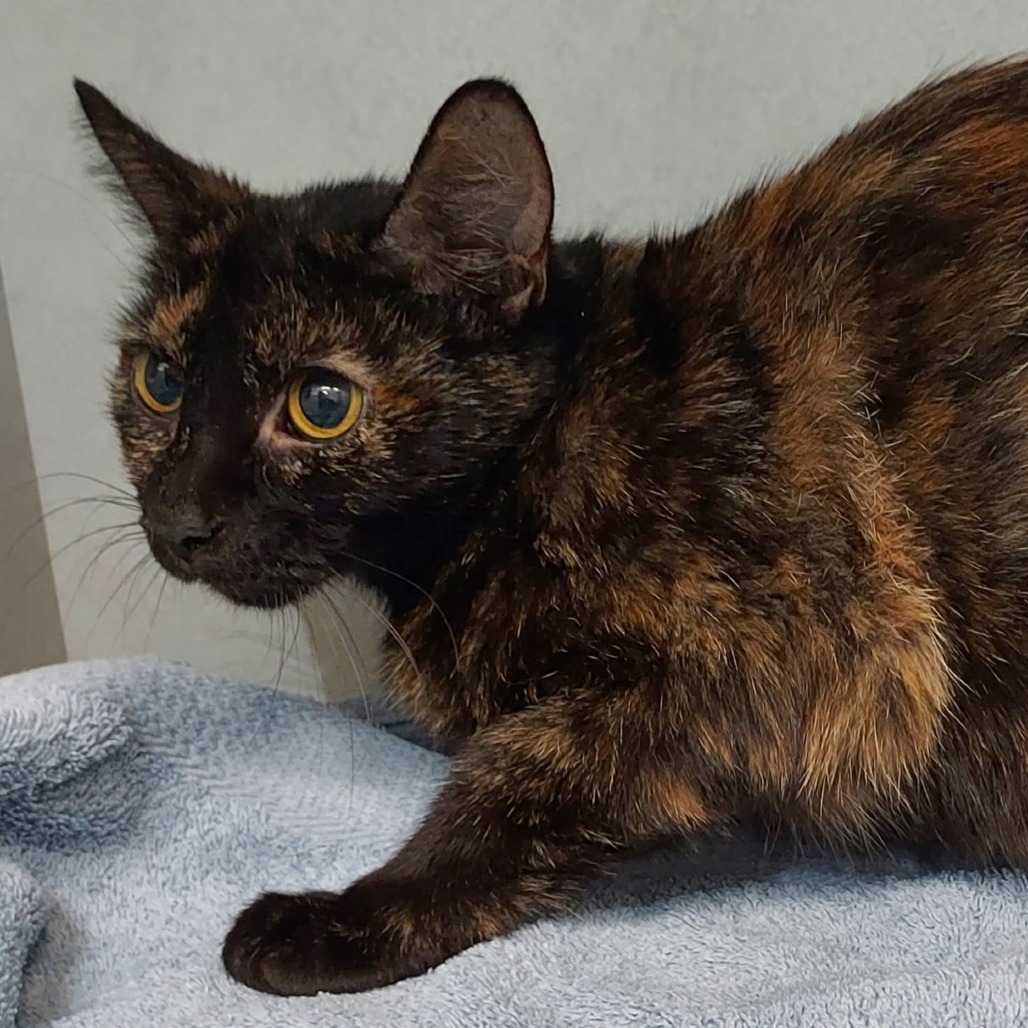 DELPHI - Domestic Shorthair available for adoption