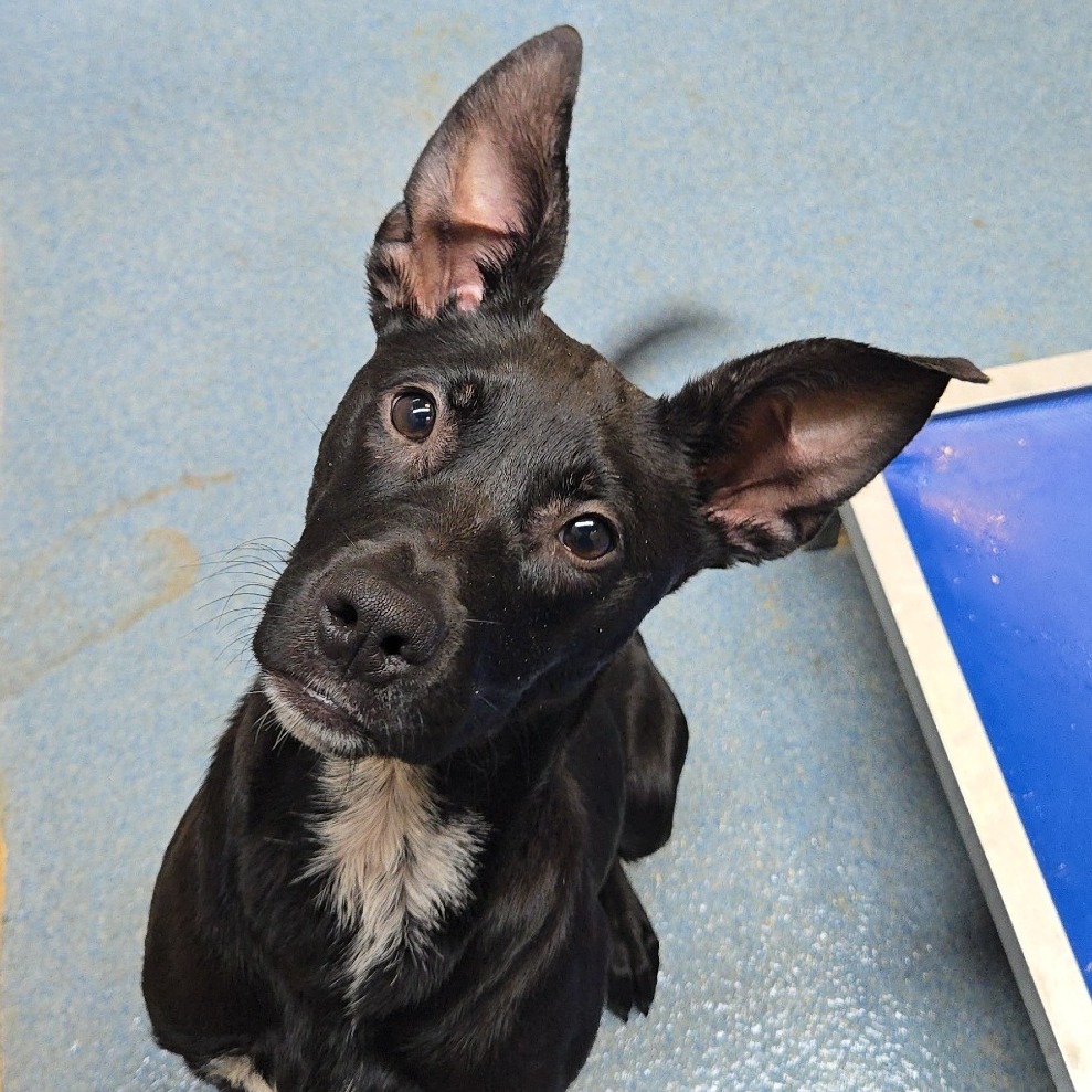 Viking , available for adoption at PVAS