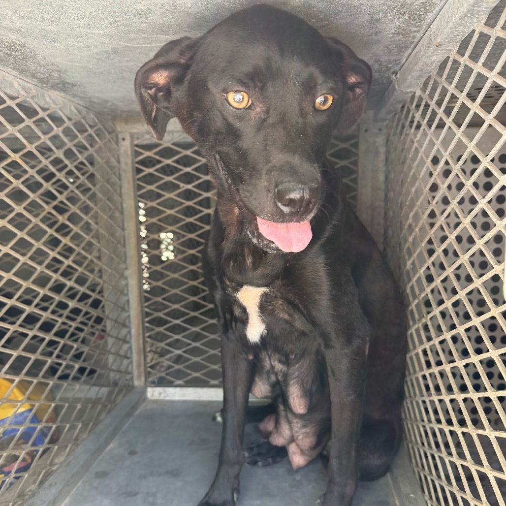 ABEJA - Retriever, Labrador / Mix available for adoption