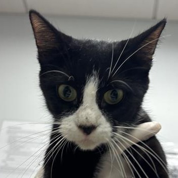 M3GAN 2.0 - Domestic Shorthair available for adoption