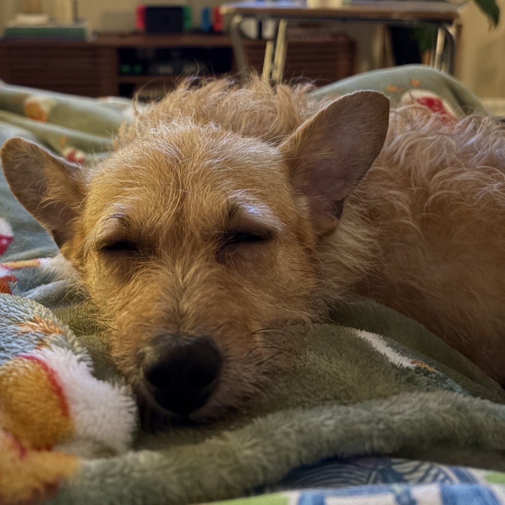 Eevee, photo 4