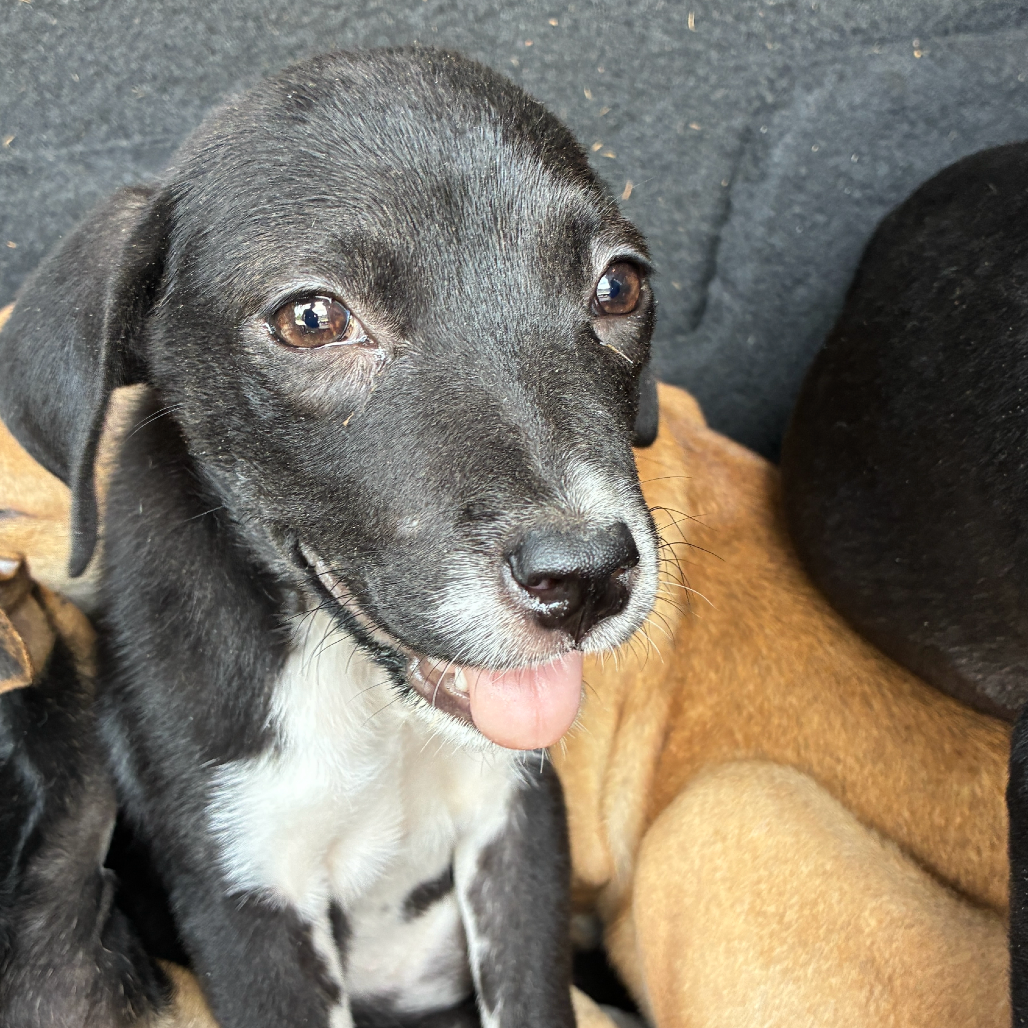 PEPPERMINT - Terrier, Pit Bull / Mix available for adoption