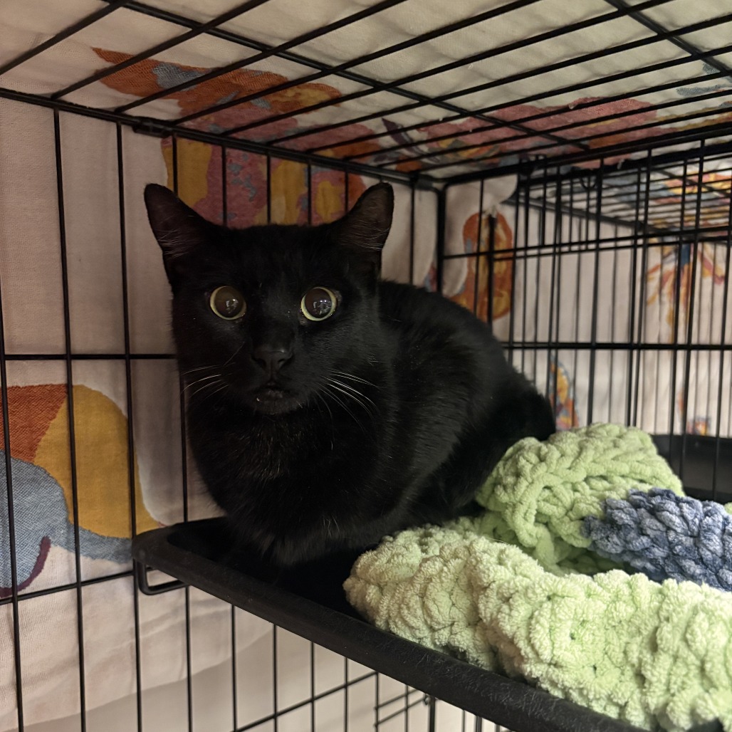 Esmerelda: Female 30 Domestic Shorthair