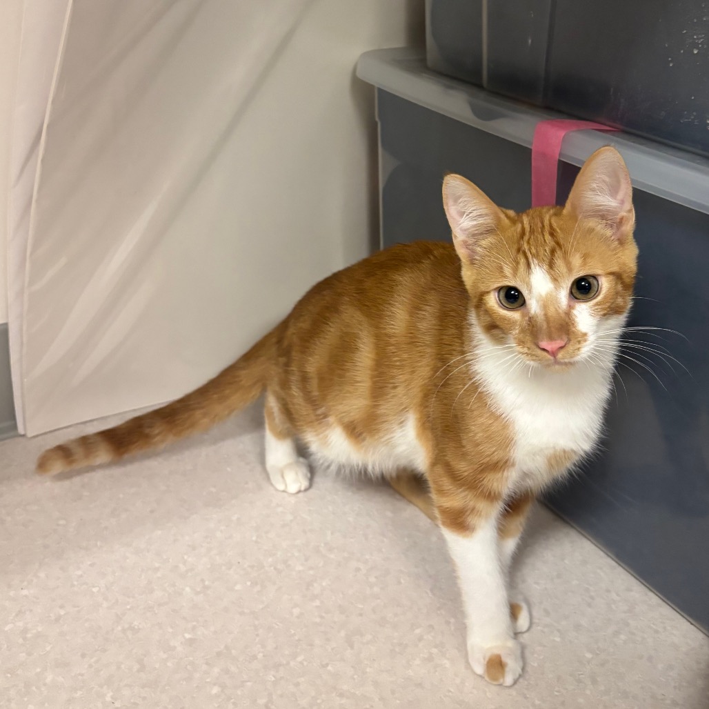 Cheddar - Domestic Shorthair