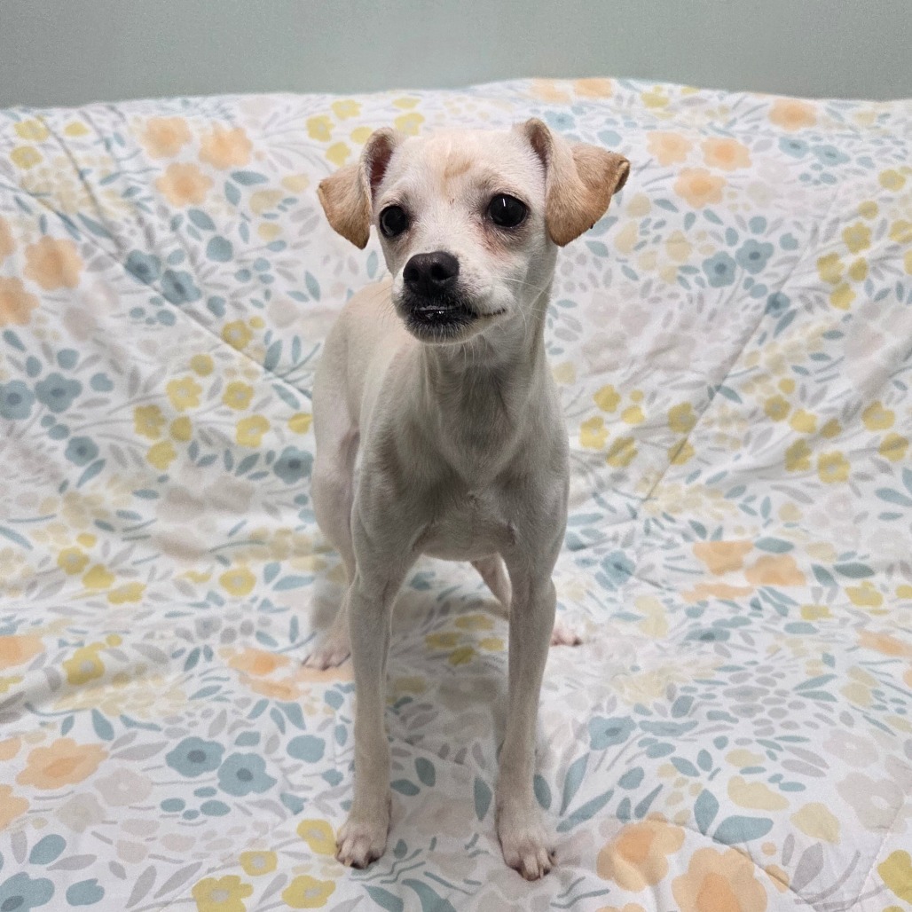 Dingo — thumbnail 4