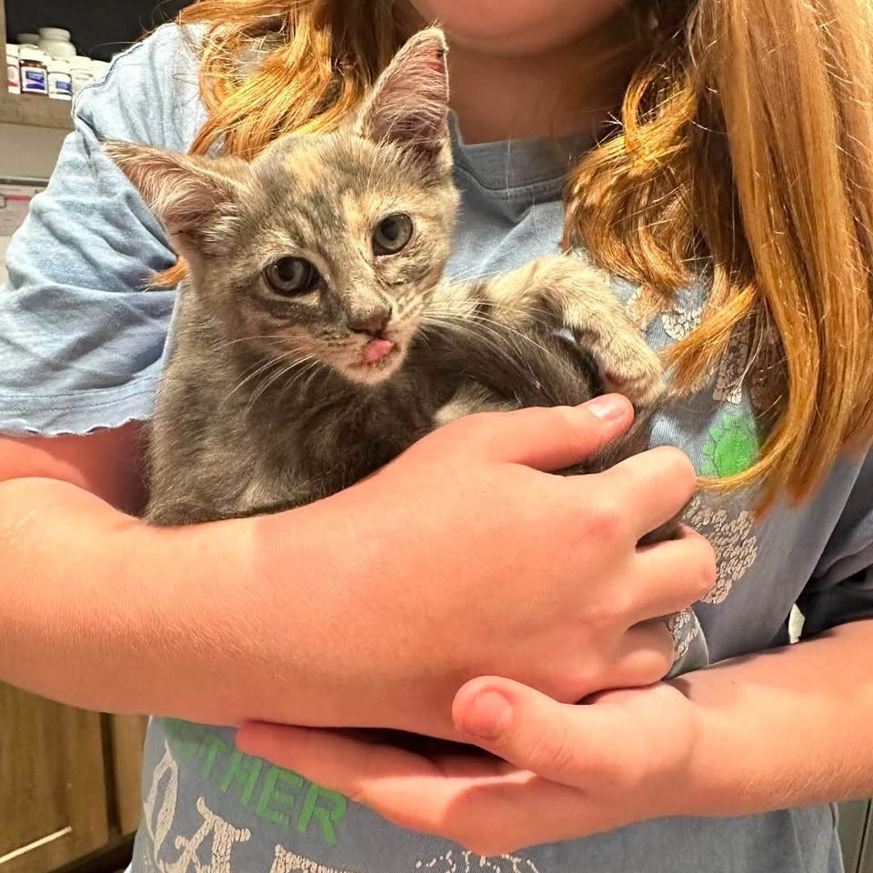 KIKI - Domestic Shorthair available for adoption