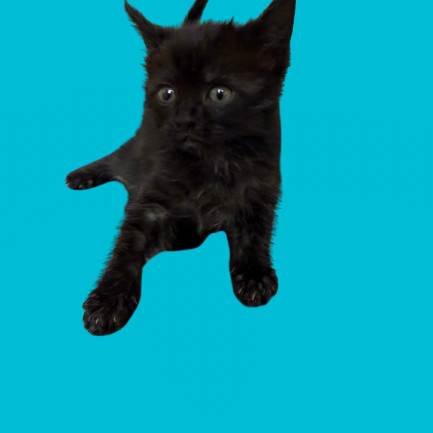 Tusc Stray 82180