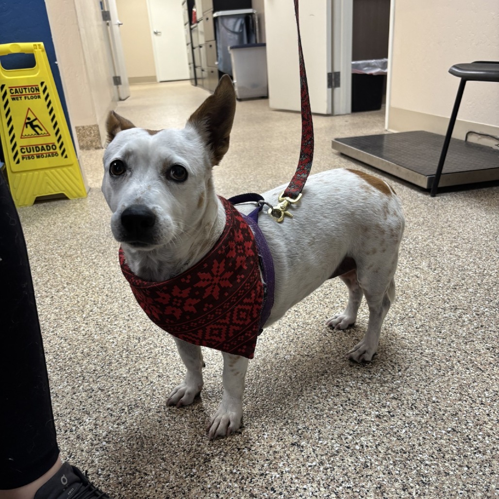 Cece: Female 85 Cattle Dog, Australian (Red Heeler)/Corgi, Pembroke Welsh