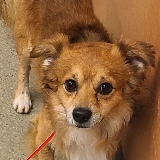 Cooper, photo 2