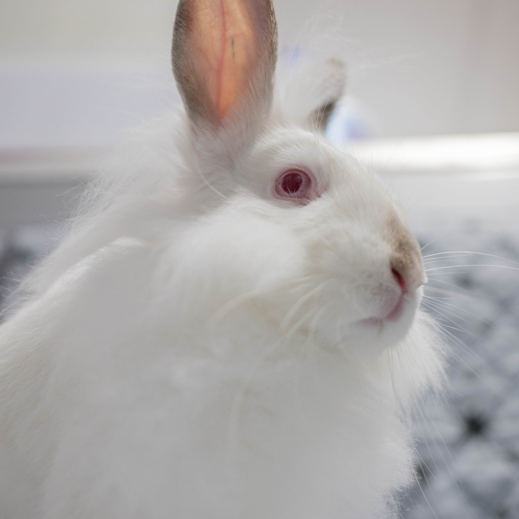 Nimbus, photo 8