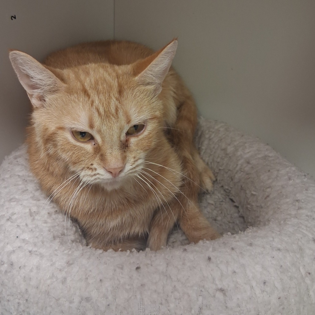 CLEMENTINE - Domestic Shorthair available for adoption