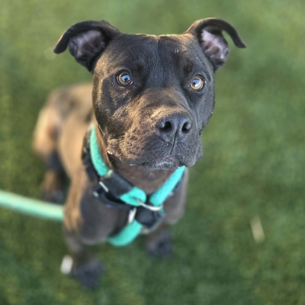 Frisby — thumbnail 2