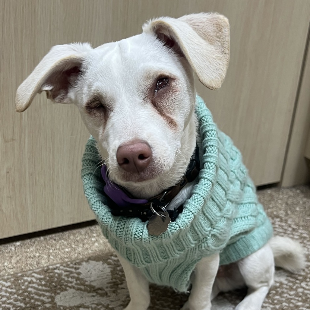 DARE DEVIL - Chihuahua available for adoption