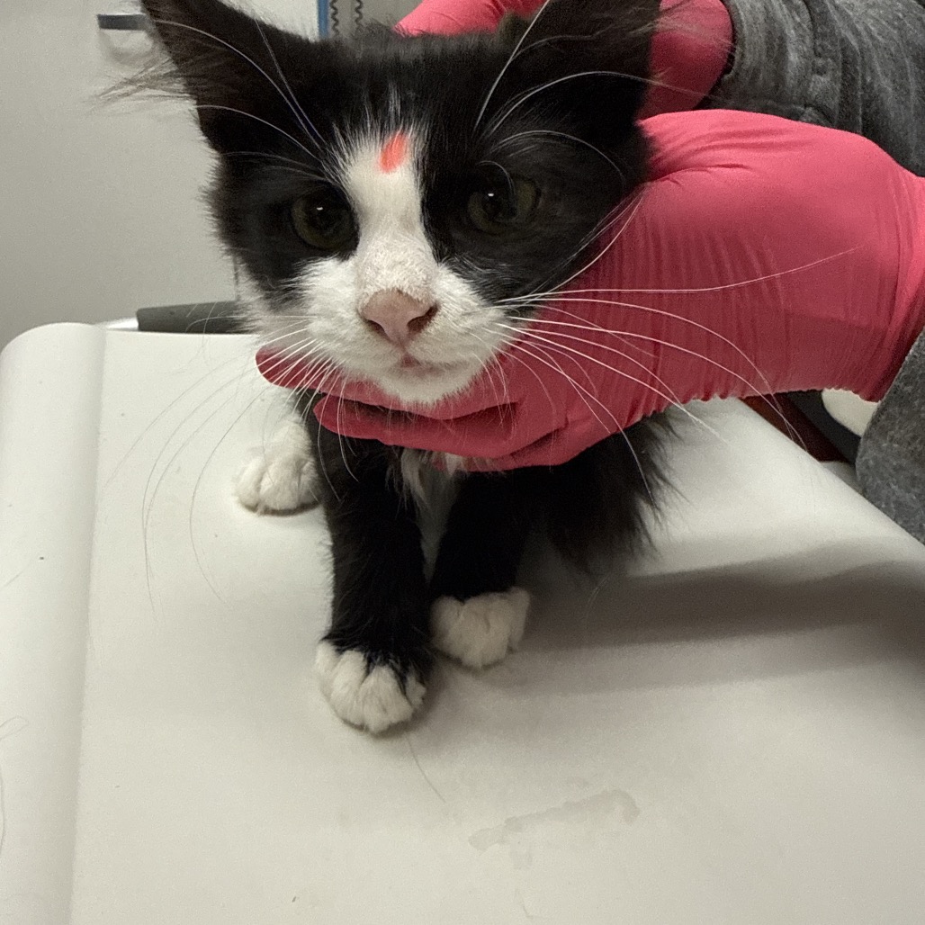 BLAZE - Domestic Longhair available for adoption