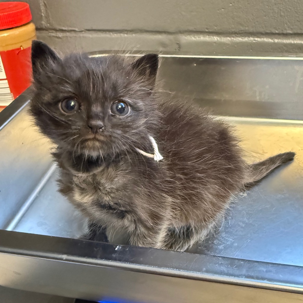 Tusc Stray 84209 2 3 4