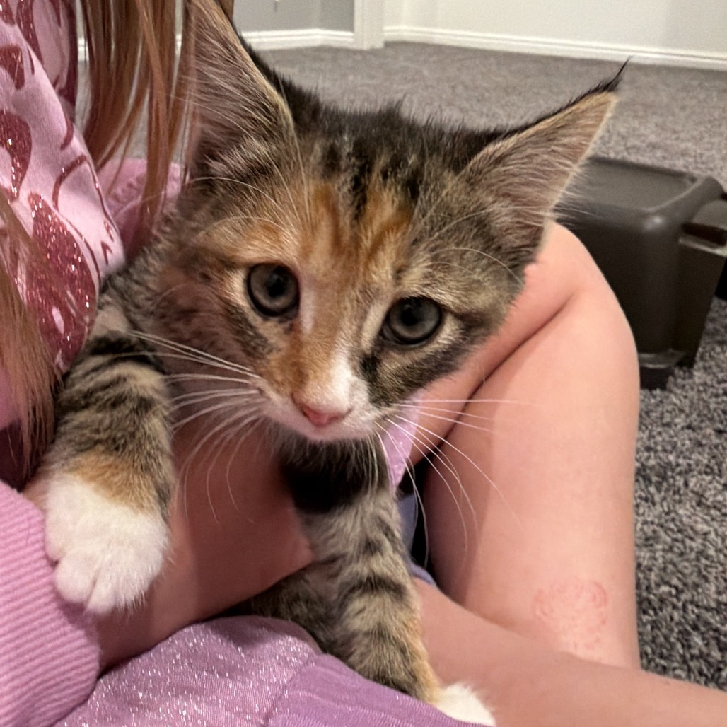 BELLA - Domestic Shorthair available for adoption