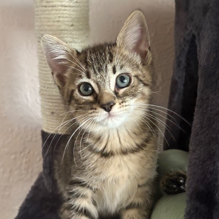 Close-up photo of Kit Kat