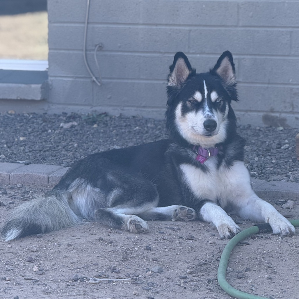 Shasta picture #5