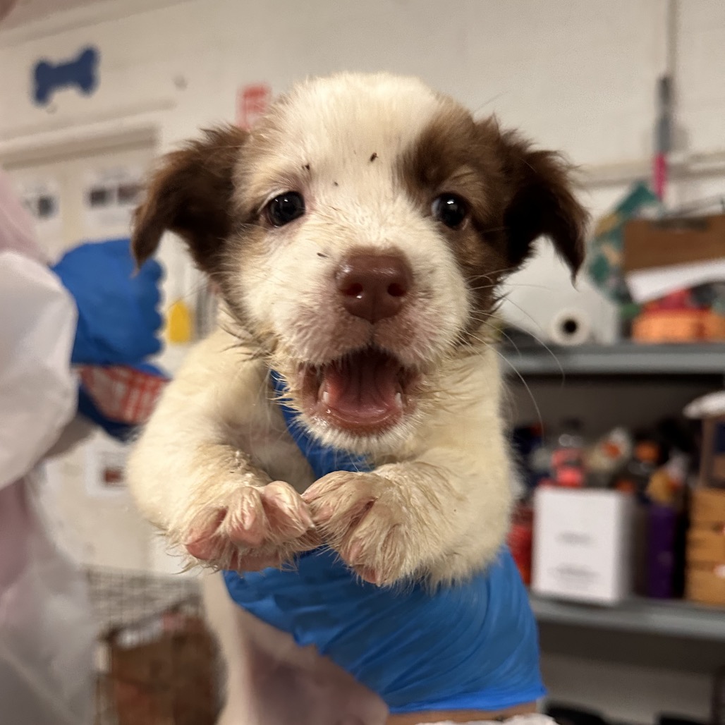 Cherry , available for adoption at PVAS