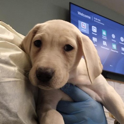 Labrador Retriever