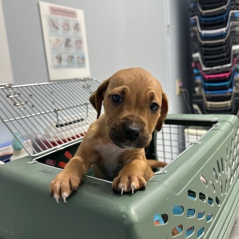 Waffle — thumbnail 4