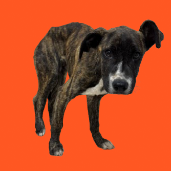 Ziggy