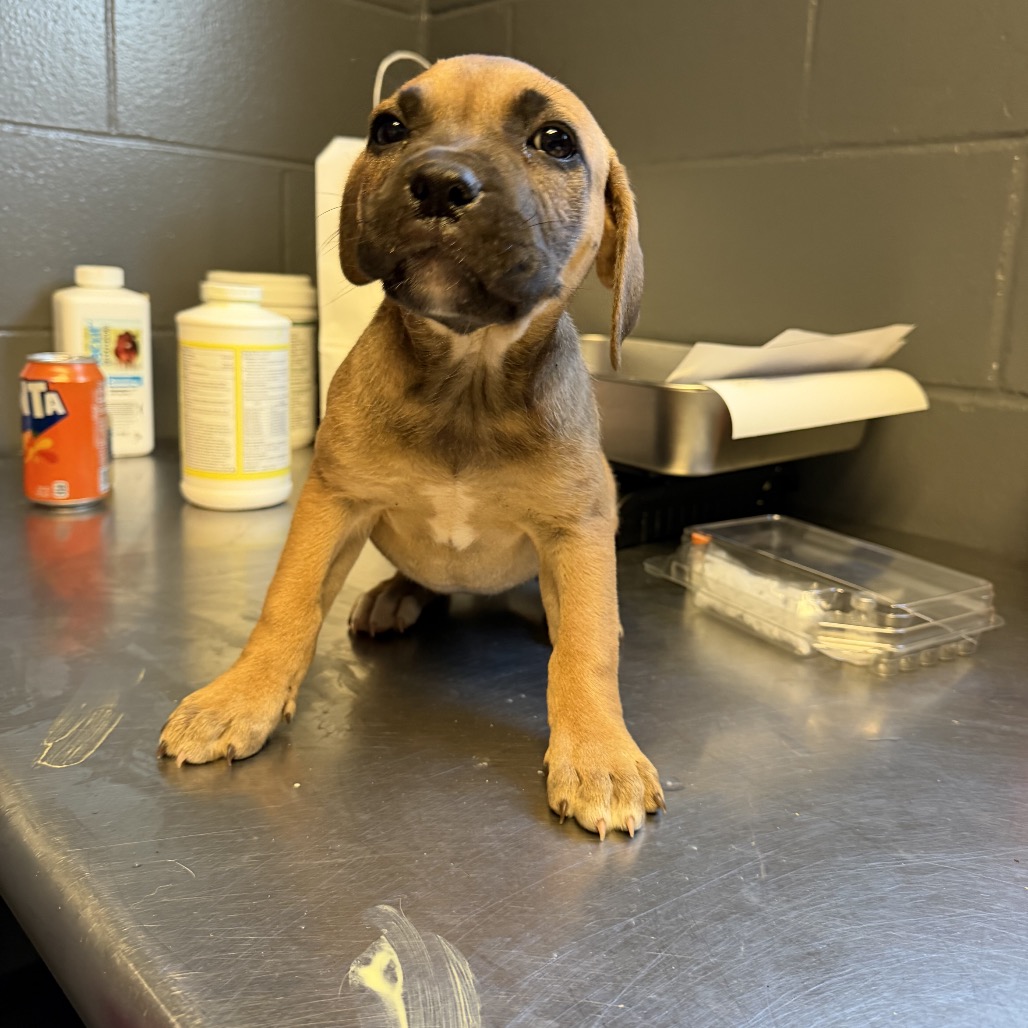 Tusc Stray 84061 2 3