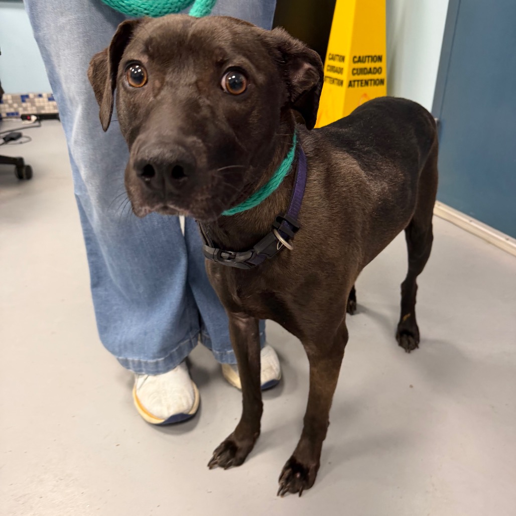 Honey Lovekins — thumbnail 4