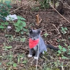 Willow, a Domestic Shorthair