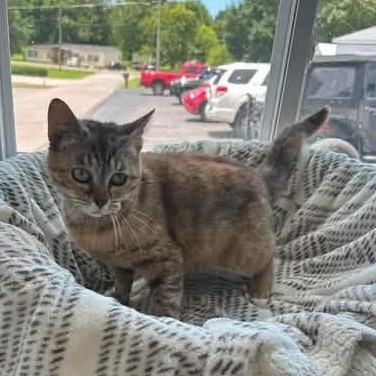 CHARLIE -AT PETSMART MADISON EAST - Domestic Shorthair available for adoption
