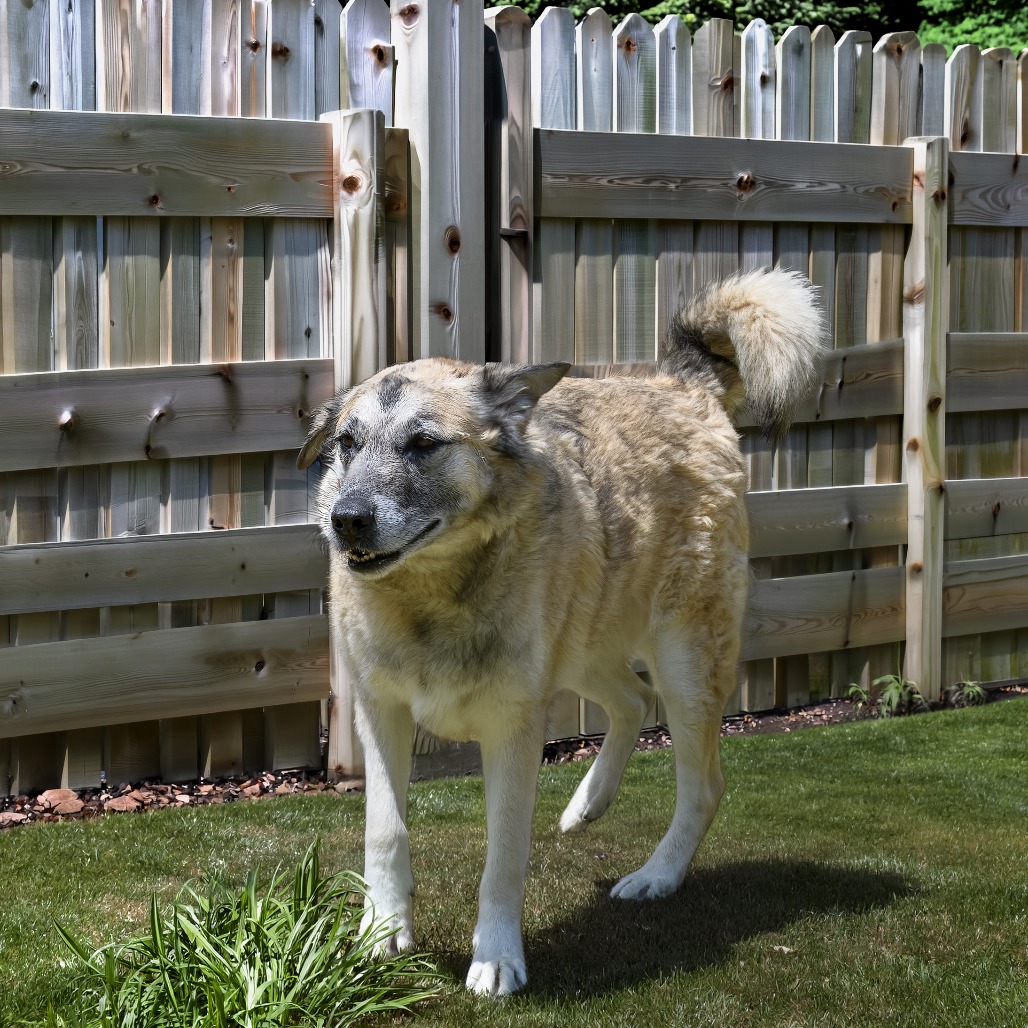 Samson, photo 7