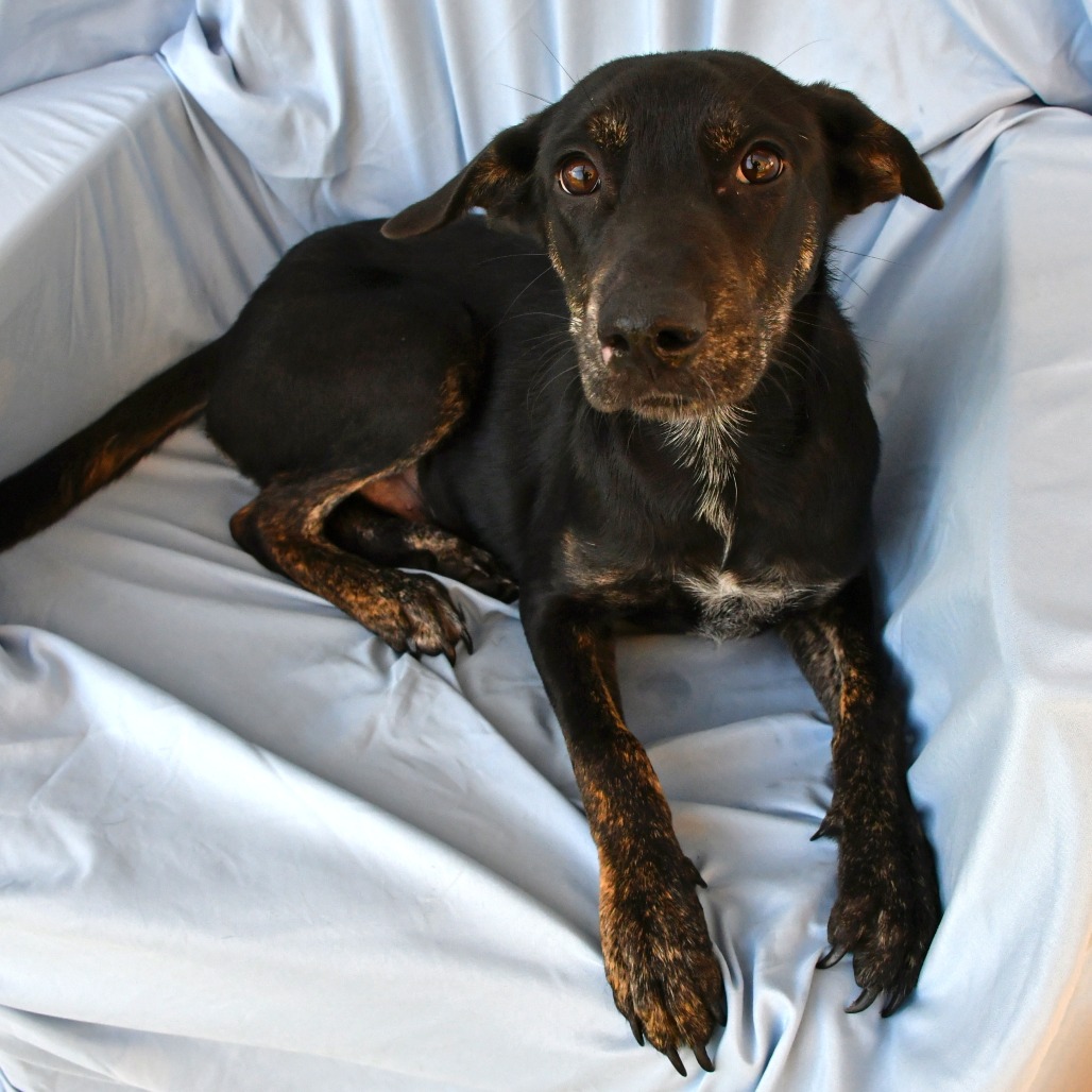 AARON SAMUELS - Shepherd available for adoption