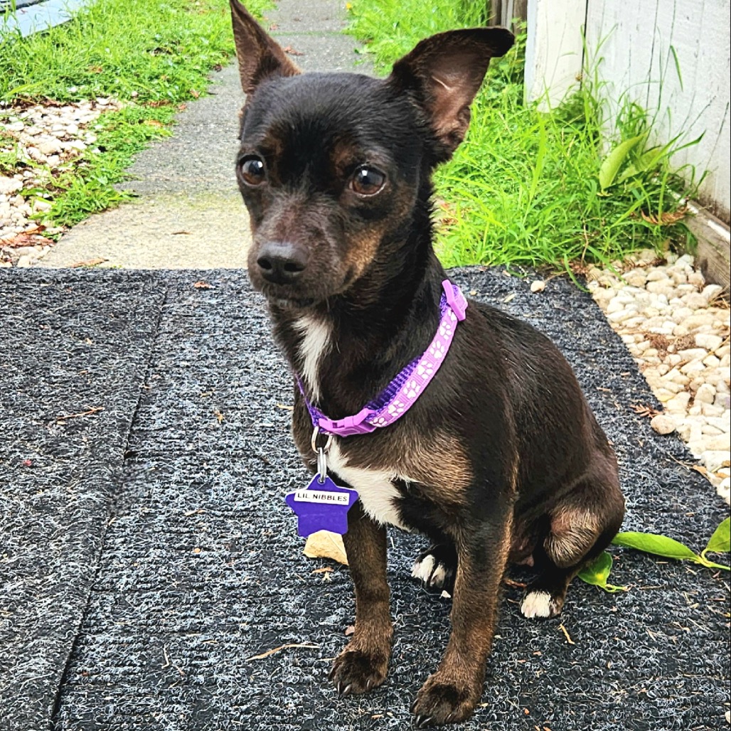 Lil Nibbles — thumbnail 2