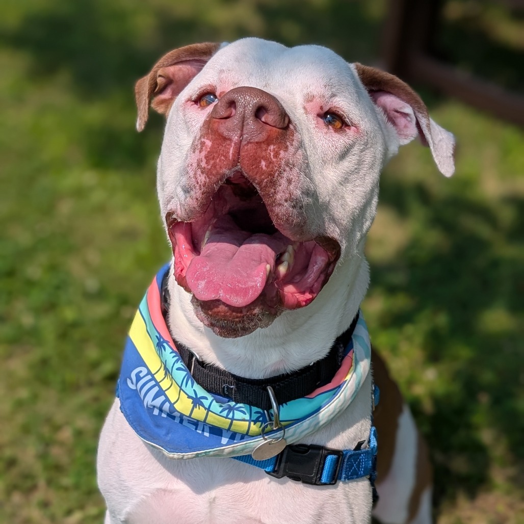 ZEUS - Mixed Breed (Large) available for adoption