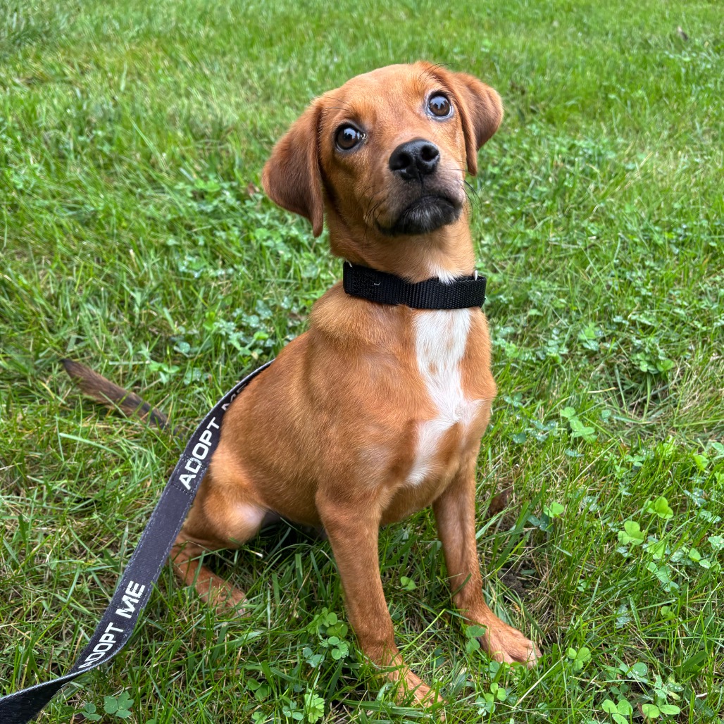 SILAS - Mixed Breed (Small) available for adoption