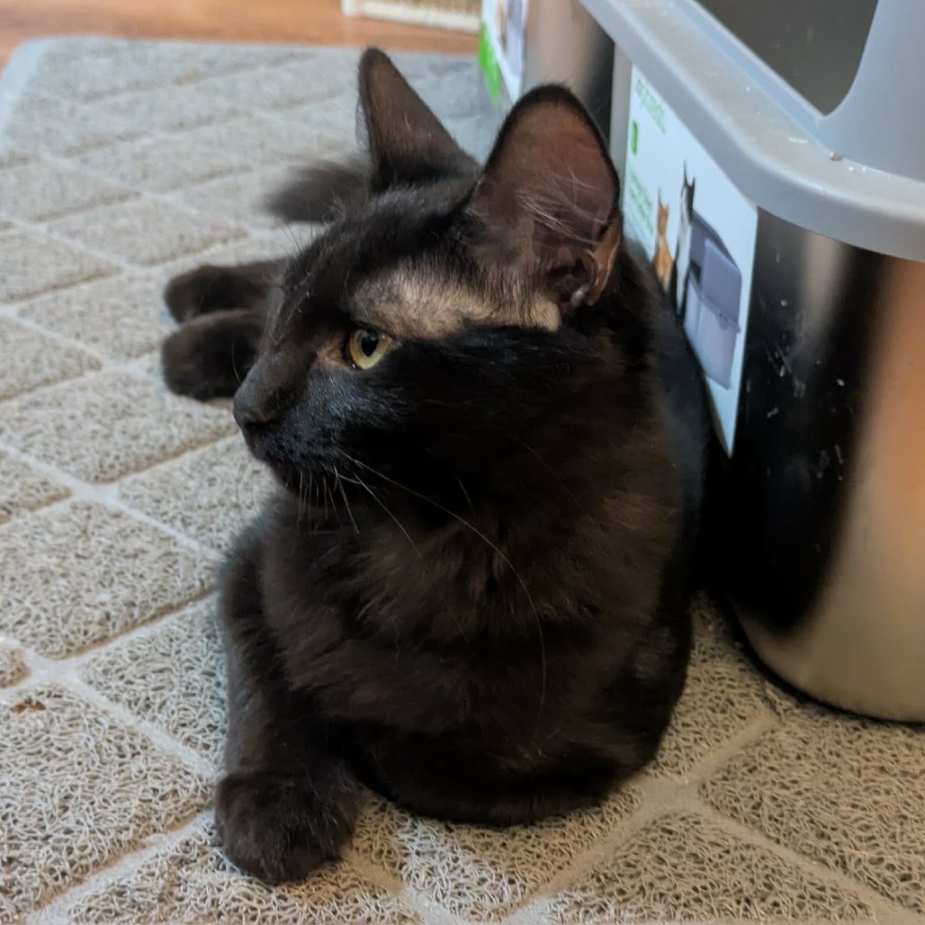 Licorice, photo 4