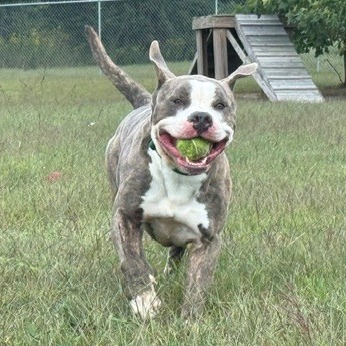 Snoop, photo 2
