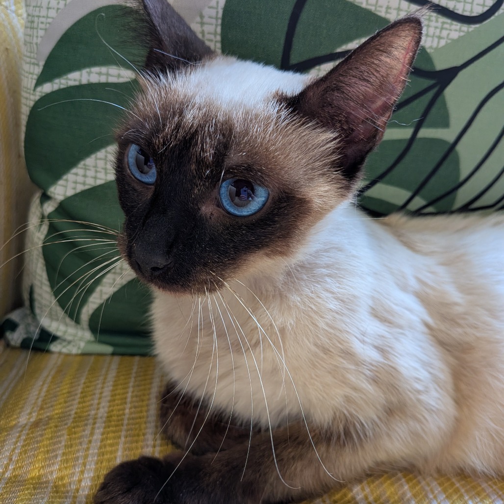 Nadia