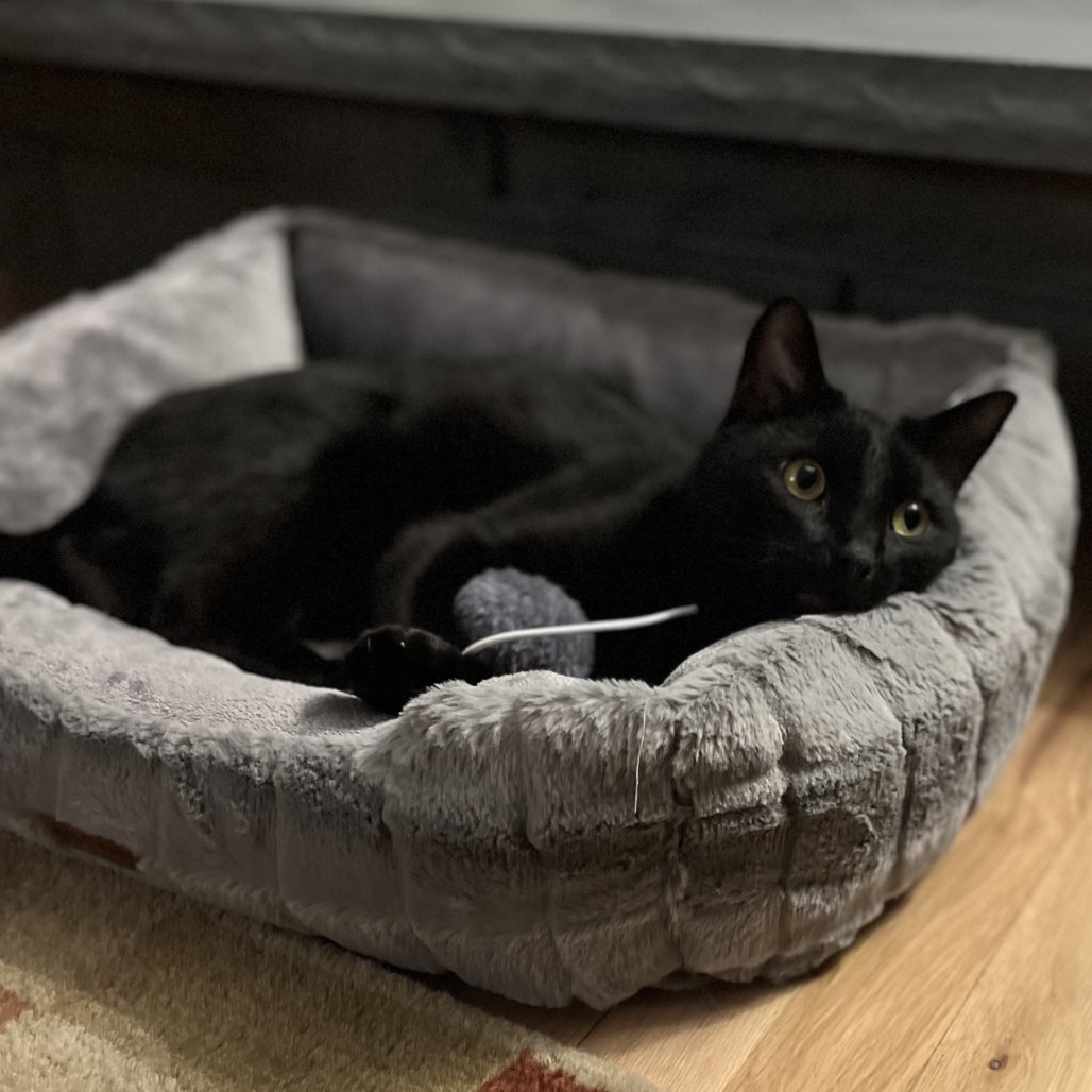 KATO - Domestic Shorthair available for adoption