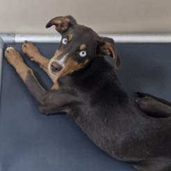 Kennel#34d(blue collar) Bo's preview photo