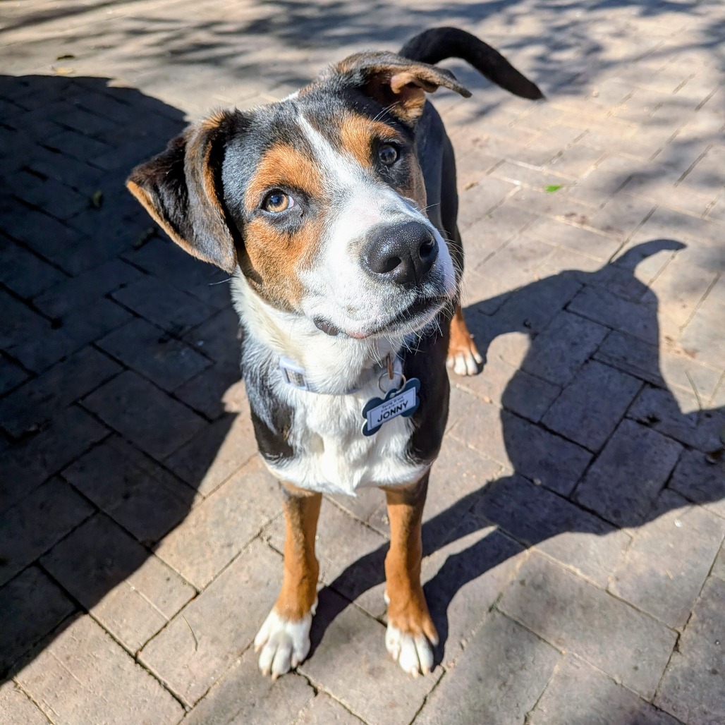 Jonny is available for adoption at Saving Grace Animals for Adoption
