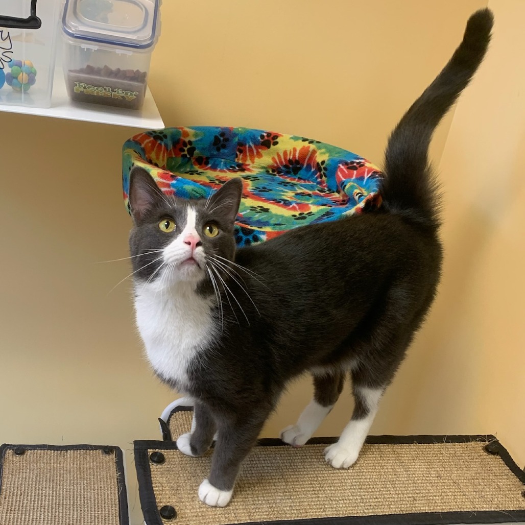STORMY - Domestic Shorthair for adoption in Baltimore