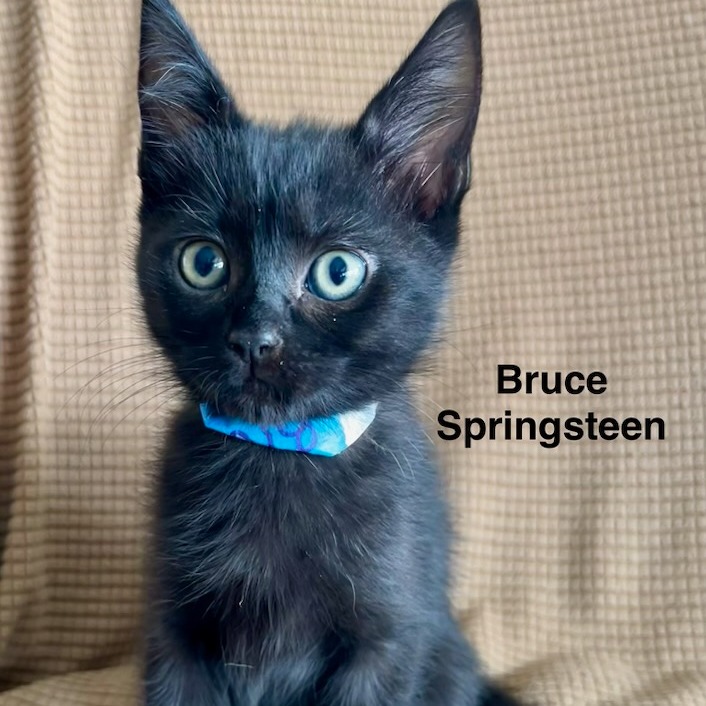 Photo of Bruce Springsteen