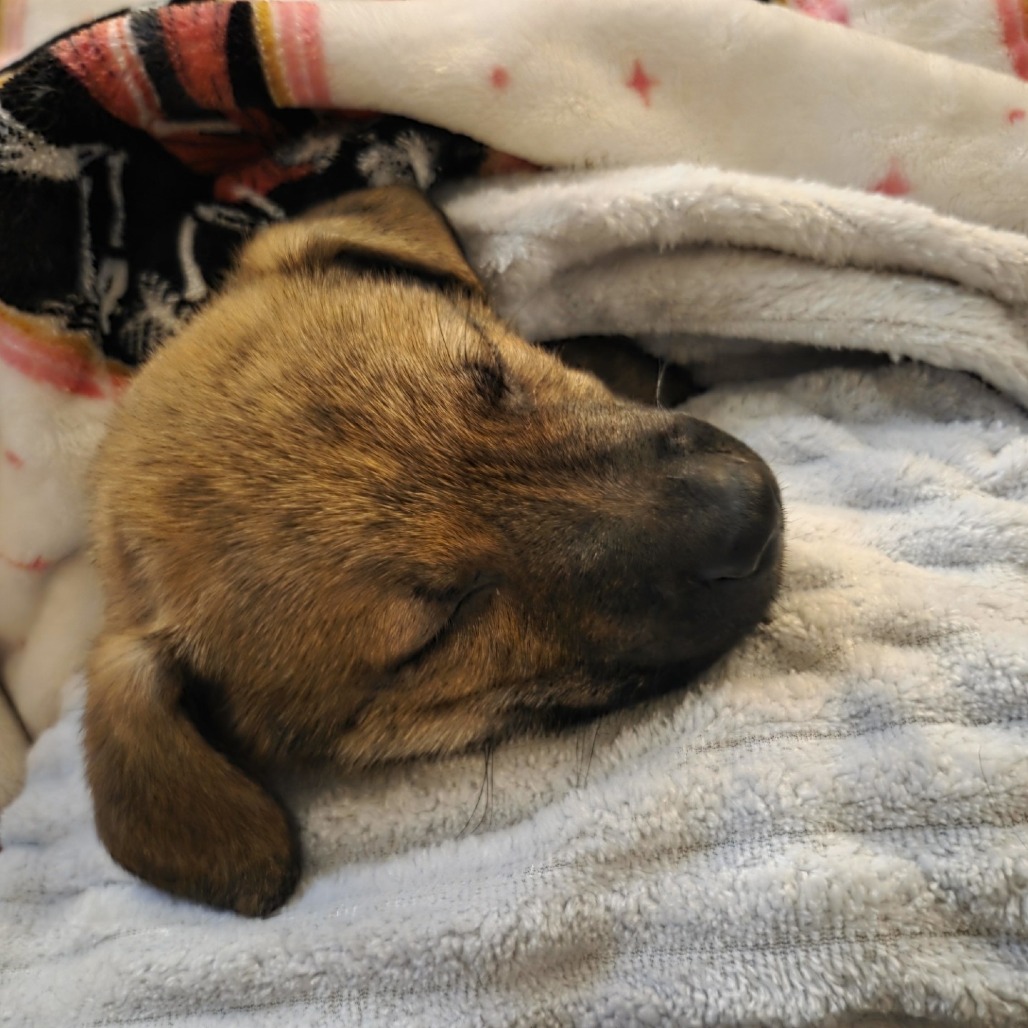 Wolverine — thumbnail 3