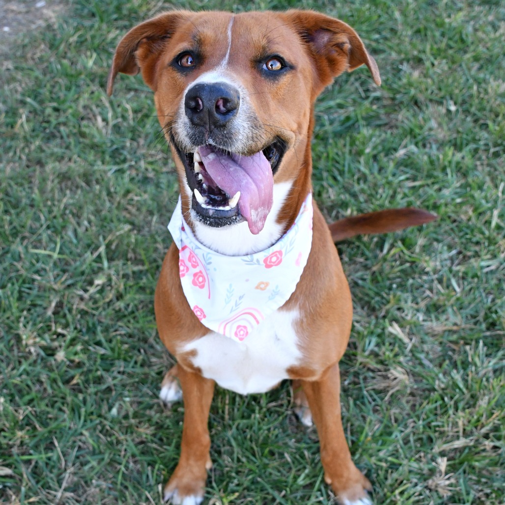 NANI - Hound / Retriever, Labrador available for adoption