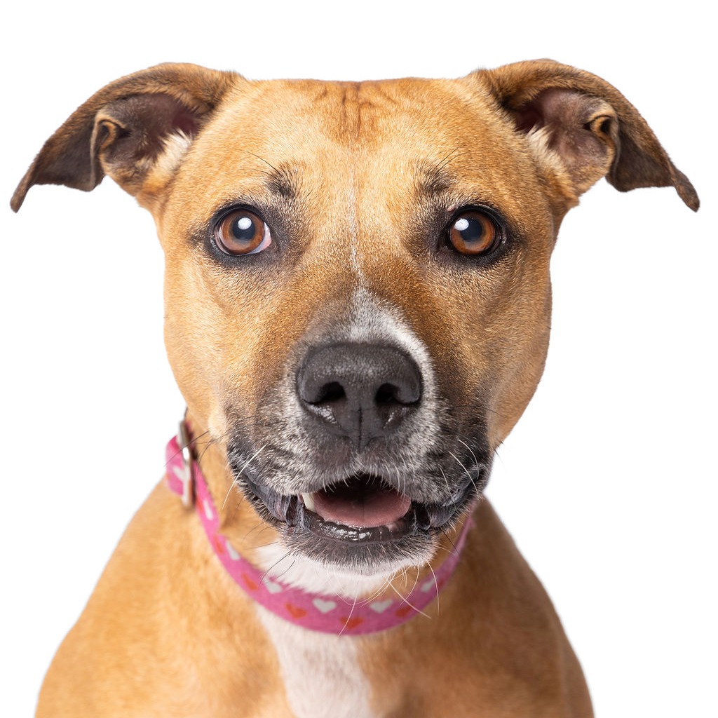BABYCAKES - Black Mouth Cur / Boxer available for adoption